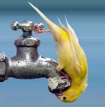 thirsty-water-crisis
